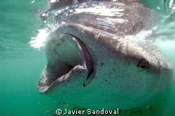 Whale shark feeding on the surface from plancton by Javier Sandoval 